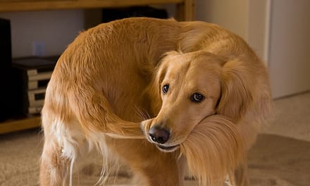 Por que os cães perseguem suas caudas?
